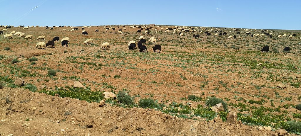 Foto 23 – 14.04.2026 – 277 km – Ouarzazate - Taliouine - Taroudannt