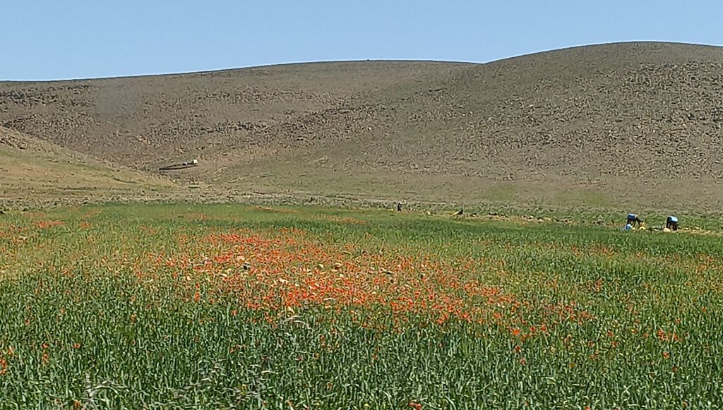 Foto 25 – 14.04.2026 – 277 km – Ouarzazate - Taliouine - Taroudannt
