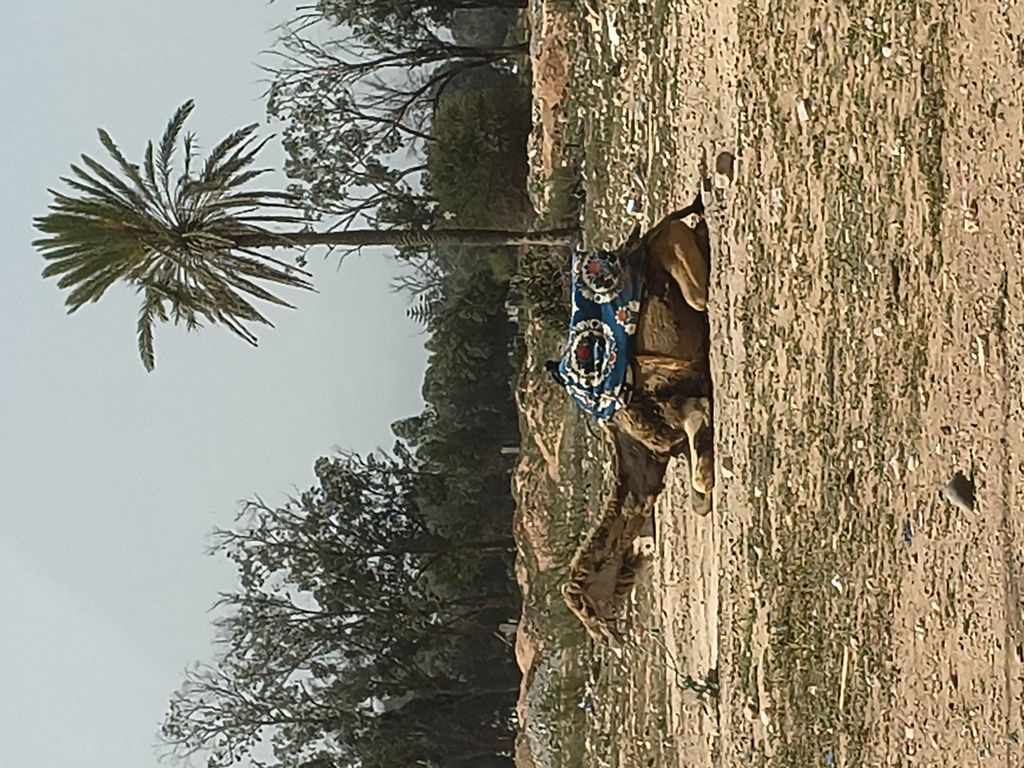 Foto 5 – 17.04.2026 – 176 km – Agadir - Essaouira