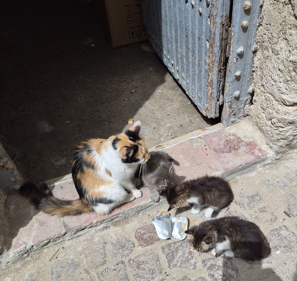 Foto 5 – 18.04.2026 – 0 km – Essaouira