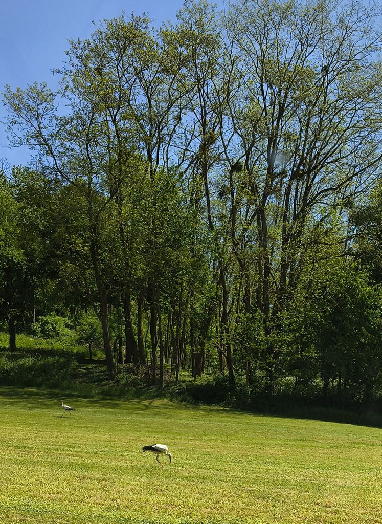 Foto 18 – 29.04.2026 – 257 km –  Saint-Croix-aux-Mines - Brensbach